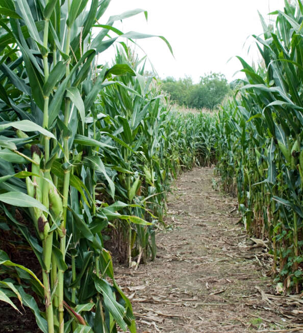 Corn Maze