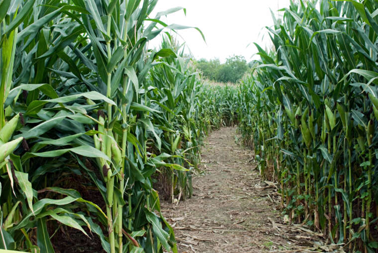 Corn Maze