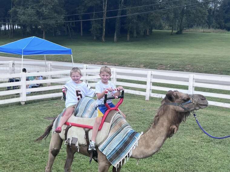 Camel Rides