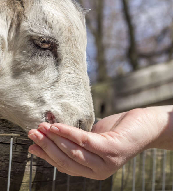 Petting Zoo