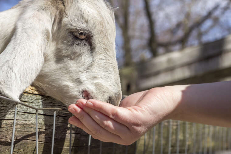 Petting Zoo